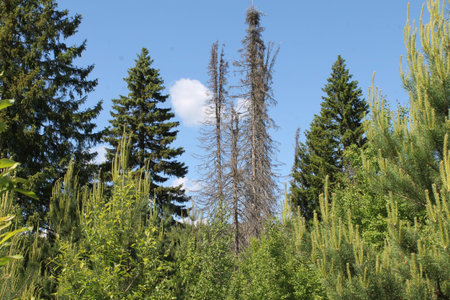 ecological trail in Perm.an ideal place for walking and relaxing.