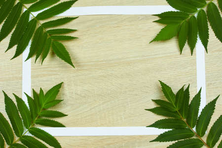 White paper frame with green leaves on a wooden backgroundの写真素材