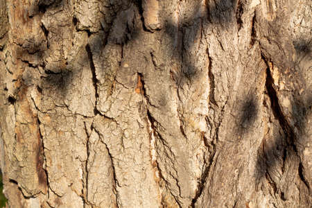 Close up view of tree bark texture. Nature wood background.の写真素材