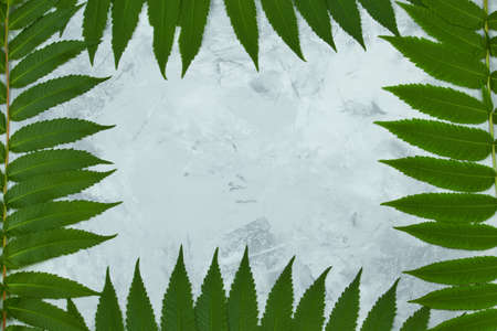 Frame of green branches of vinegar tree on a light marble background with space for text, top view, flat lay.の写真素材