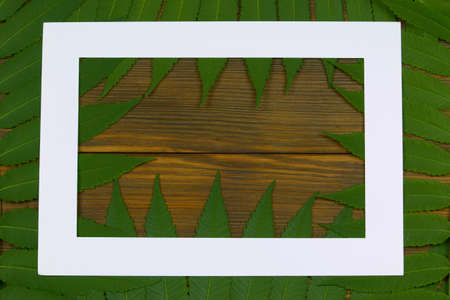 Frame of green branches of vinegar tree and white paper frame on a wooden background with space for text, top view, flat lay.の写真素材
