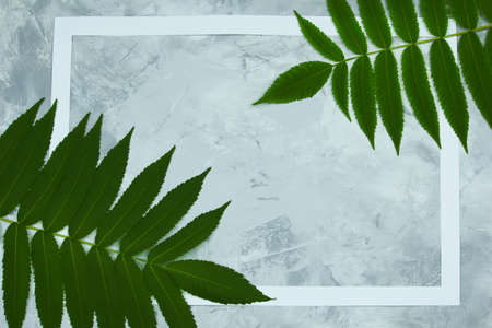 A few green branches of vinegar tree and white frame on a light marble background with space for text, top view. Nature border concept.の写真素材