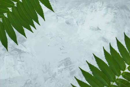A few green branches of vinegar tree on a light marble background with space for text, top view, flat lay.の写真素材