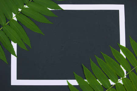 A few green branches of vinegar tree and white frame on a dark background with space for text, top view, flat lay. Nature border concept.の写真素材