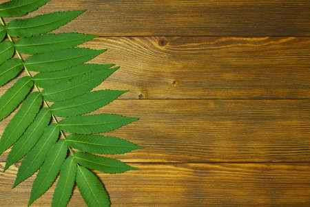 Green branch of vinegar tree on a wooden boards background with space for text, top view. Nature border concept.の写真素材