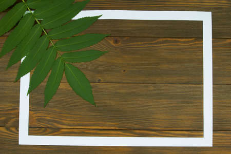 A few green branches of vinegar tree and white frame on a wooden boards background with space for text, top view. Nature border concept.の写真素材
