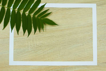 Green branch of vinegar tree on a wooden background with space for text, top view, flat lay.の写真素材