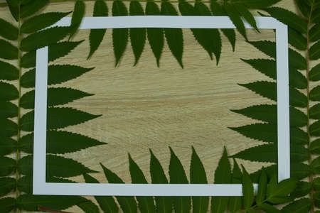 Frame of green branches of vinegar tree on a wooden background with space for text, top view, flat lay.の写真素材