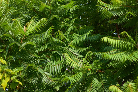 Green leaves of vinegar tree. Green natural background. Summer time.の写真素材