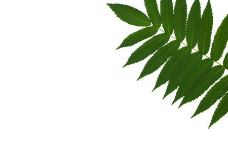 Green branch of vinegar tree isolated on a white background with space for text, top view.の写真素材