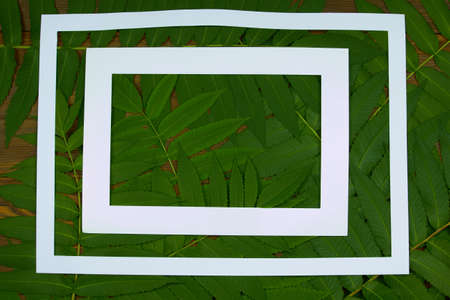 Two white paper frames on branches of vinegar tree background, top view, flat lay. Nature border concept.の写真素材
