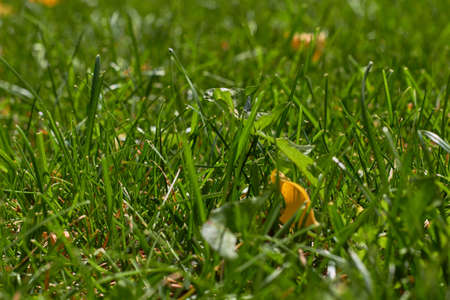 Autumn is coming. Fallen yellow leaf on green grass. Green natural grass backgroundの写真素材