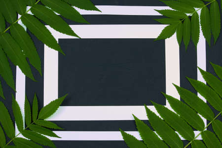 Two white paper frames and green branches of vinegar tree on dark grey background, top view, flat lay.の写真素材