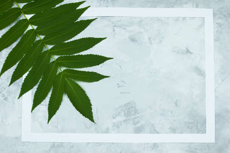 Green branch of vinegar tree and white frame on a light marble background with space for text, top view. Nature border concept.の写真素材