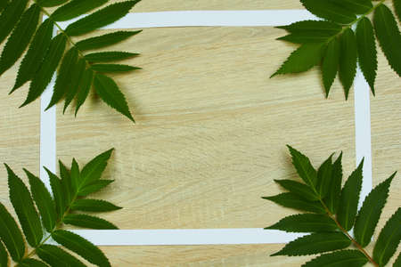 Frame of green branches of vinegar tree on a wooden background with space for text, top view, flat lay.の写真素材