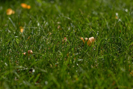 Autumn is coming. Fallen yellow leaf on green grass. Green natural grass backgroundの写真素材