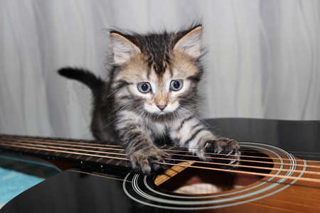 Pretty tabby kitten on an acoustic guitar on a neutral backgroundの写真素材