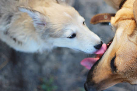A small puppy of medium breed and a big red dog meet on a walk and sniff each otherの写真素材