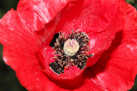 Flowers Red poppies blossom on wild field. Beautiful field red poppies with selective focus. Toning. Creative processing in dark low keyの写真素材