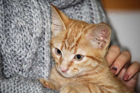 Close up view of the girl who holds on her arms a small cute tabby red kitten and strokes itの写真素材