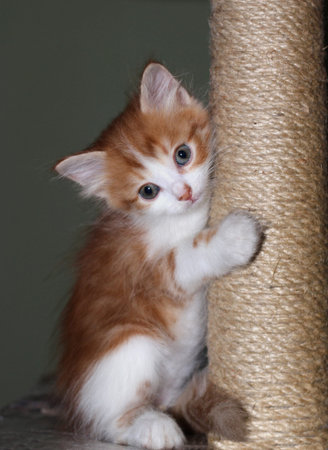 Little cute white-red kitten sharpens claws near the jute scraper on a neutral backgroundの写真素材