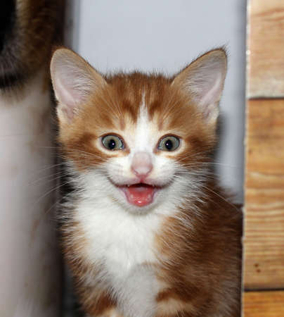 Close-up view of white and red fluffy tabby meowing kitten on a light backgroundの写真素材