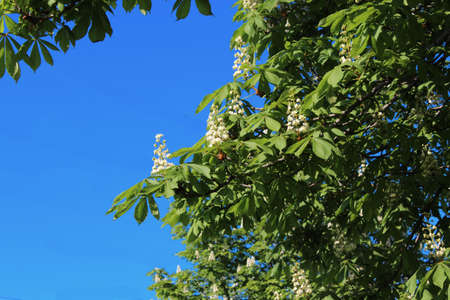White blooming chestnut flowers on the background of blue sky.の写真素材