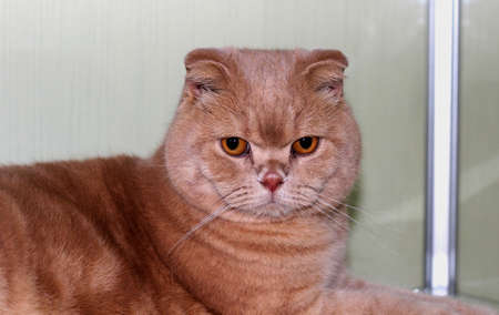 Gorgeous beige lop-eared Scottish Fold with beautiful rorange eyes on neutral background.の写真素材