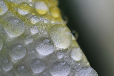 Close-up view of a water drop on a white petal against a dark background.の写真素材