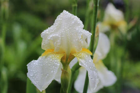 Beautiful white iris flower in the garden in cloudy weather on a green backgroundの写真素材