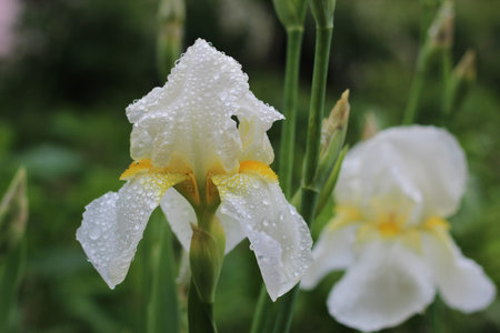 Couple of beautiful white flowers of iris in the garden in cloudy weather on a green background