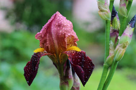 Beautiful dark pink iris flowers with dark purple petals and yellow center in the garden in cloudy weather on a green background.の写真素材