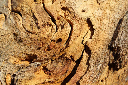 Texture of damaged pine bark on a dry tree in the forestの写真素材