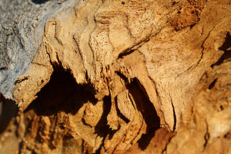 Close up view of a piece of dry wood in a pine forestの写真素材