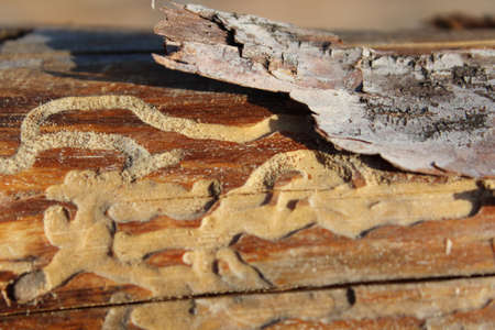 Macro view of traces of damage on pine wood with a preserved piece of bark.の写真素材