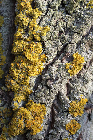 Close up of Xanthoria parietina on tree bark. Common orange lichen, maritime sunburst lichen and shore lichen on bark.の写真素材
