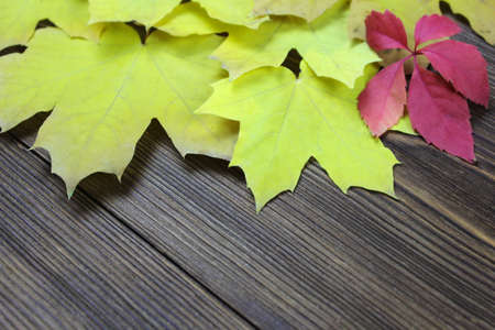 Bright yellow autumn maple leaves and red grape leaves on a dark wooden background with copy space for textの写真素材