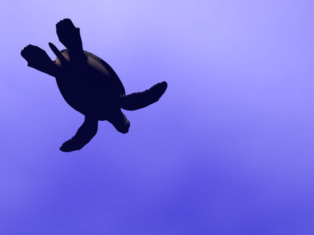Turtle seen beaneath the seaの写真素材