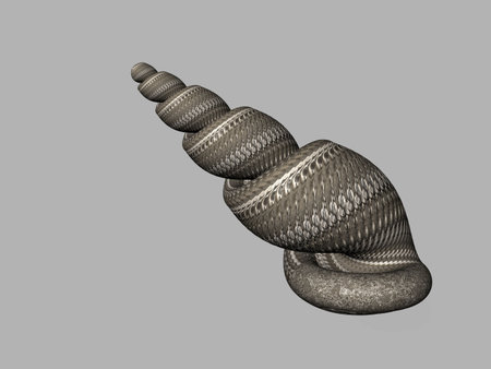 isolated Sea Shell