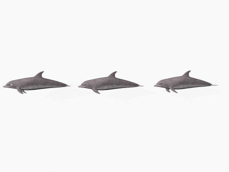 Isolated dolphins in a row with copy spaceの写真素材