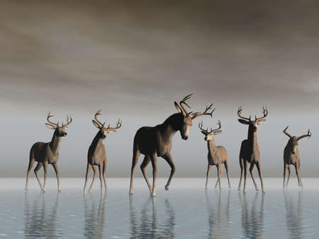 Deer crossing a shallow lakeの写真素材