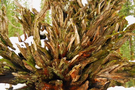 Fallen giant sequoia rootの写真素材