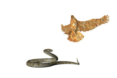 Illustrated Eagle attacking a snakeの写真素材