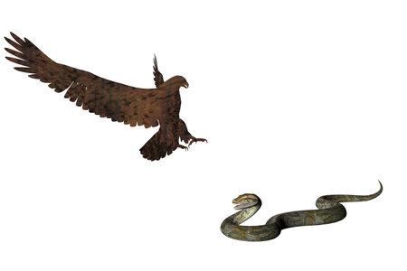 Illustrated Eagle attacking a snakeの写真素材