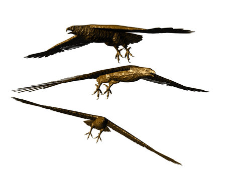3D illustration of three eagles over whiteの写真素材