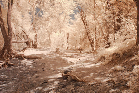 Trail in the winter Arizona desertの写真素材
