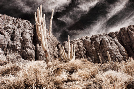 Saguaro cactus in the winter Arizona desert の写真素材