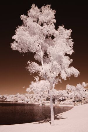 Color Infrared tree at a residential lakesideの写真素材