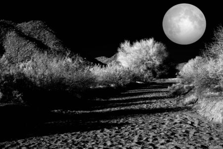 Moonlight Desert plants in the winter Arizona desertの写真素材