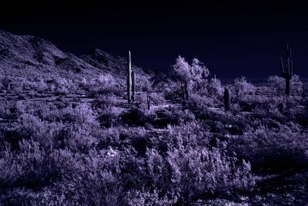 Moonlight Saguaro cactus in the winter Arizona desert mountainsの写真素材